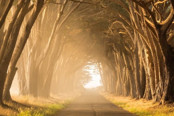 chemin bordé d'arbres éclairés par la lumière