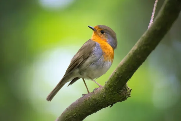 oiseau posé sur une branche d'arbre